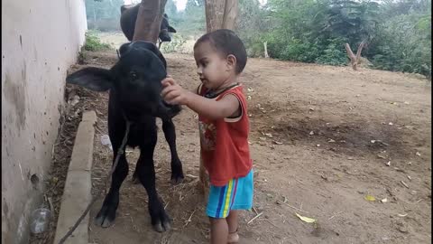 cute baby kissing buffalo calf !!! very funny !!!