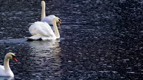 water dancers