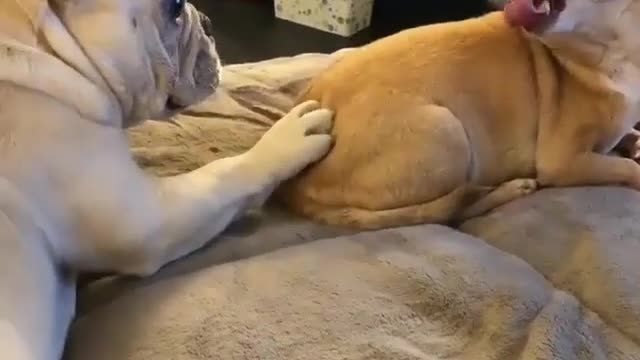 Two dogs fight