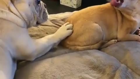 Two dogs fight