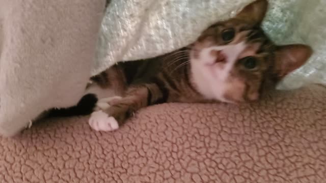 Cute kitty cat hiding under blanket