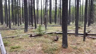 Stressed? Come walk with me through a pine tree stand in Canada 🇨🇦