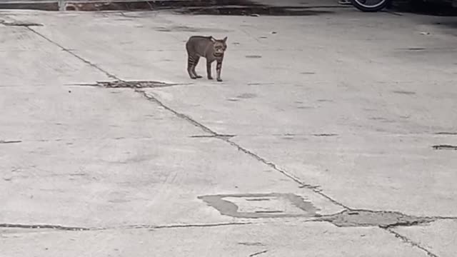 Bird Picks at Cat's Back