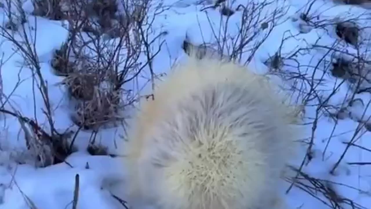 white porcupine