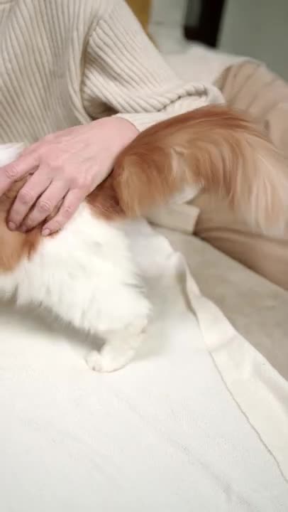 2.cute cat and funny cat shorts❤#shorts #cat