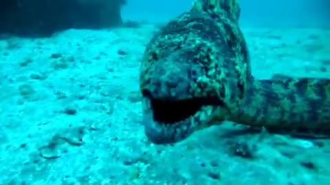 Underwater monster filmed