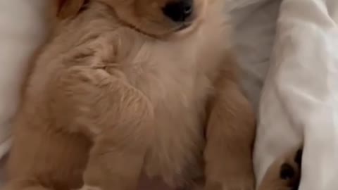Cute dog