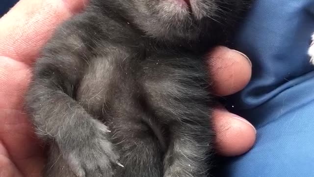 Little Dreaming Kitten