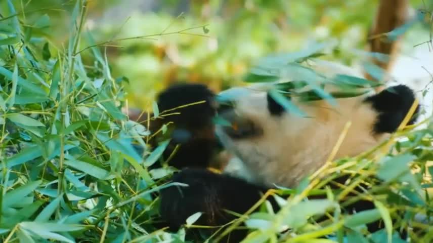 This is the panda who loves bamboo