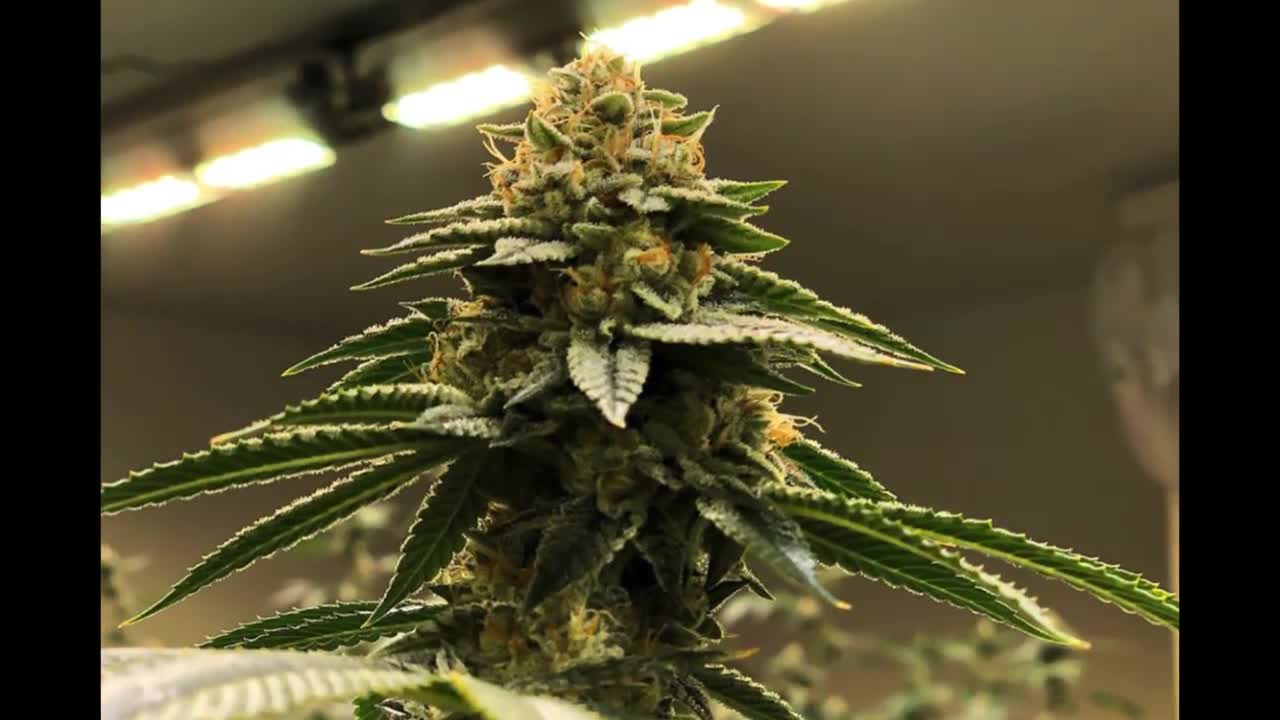 Engineering Firm Specializing in CBD