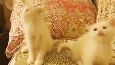 #funny #funnyvideo #cat