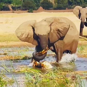Elephant Kills Crocodile