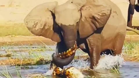 Elephant Kills Crocodile