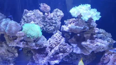 REEF TANK TOURS - exclusive #SPS #FISH Big FISHS REEF - 1000 liter HIGH CLASS SETUP #REEF