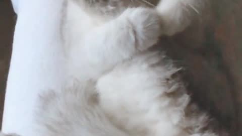 This is a clean cat, his bath is really interesting, incredibly can extend legs so high