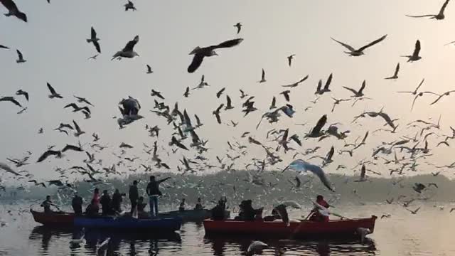 flying bird in the sky