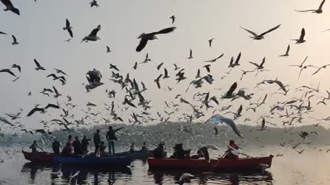 flying bird in the sky