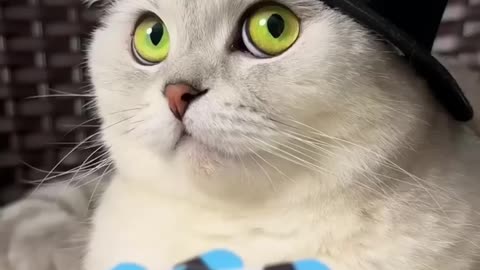 Playing with cats