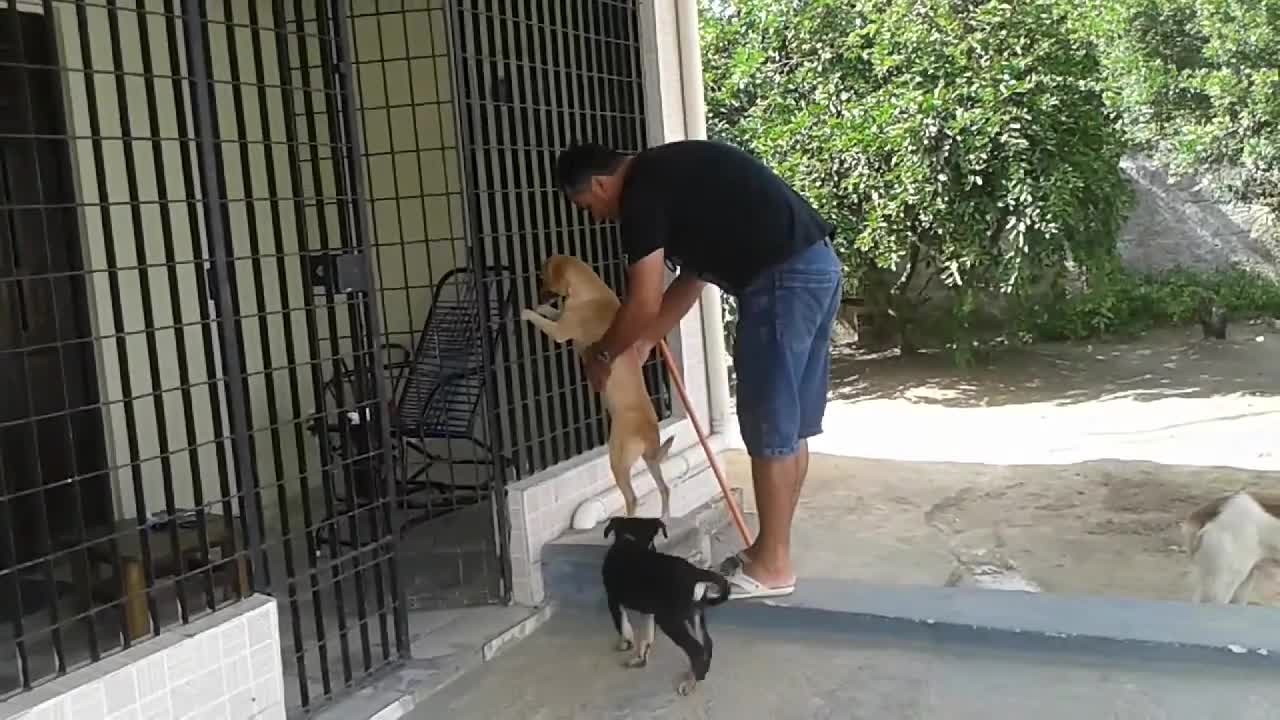 dog being searched