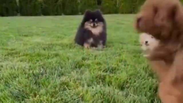 Top Funny Cute Dog Videos