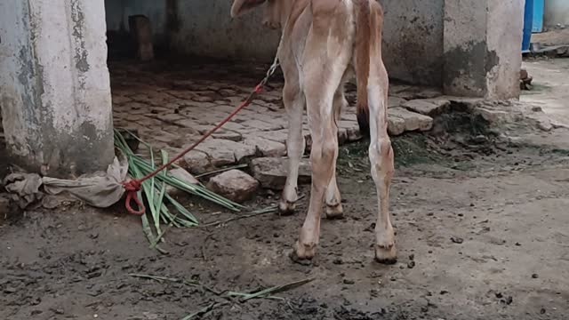 Small cow baby funny training