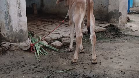 Small cow baby funny training