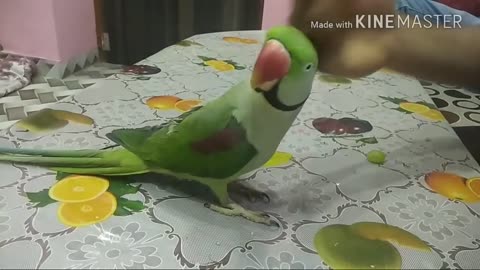 How to teach your parrot to talk