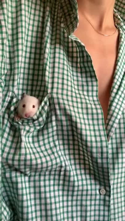 Mouse in the Breast Pocket of a Shirt