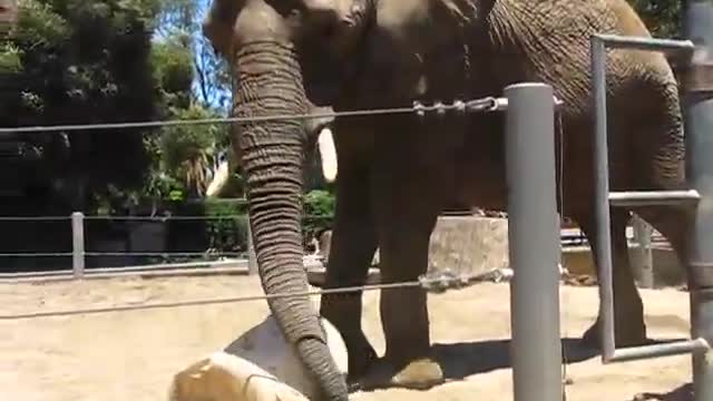 Despite Restriction, A Restricted African Elephant Plays