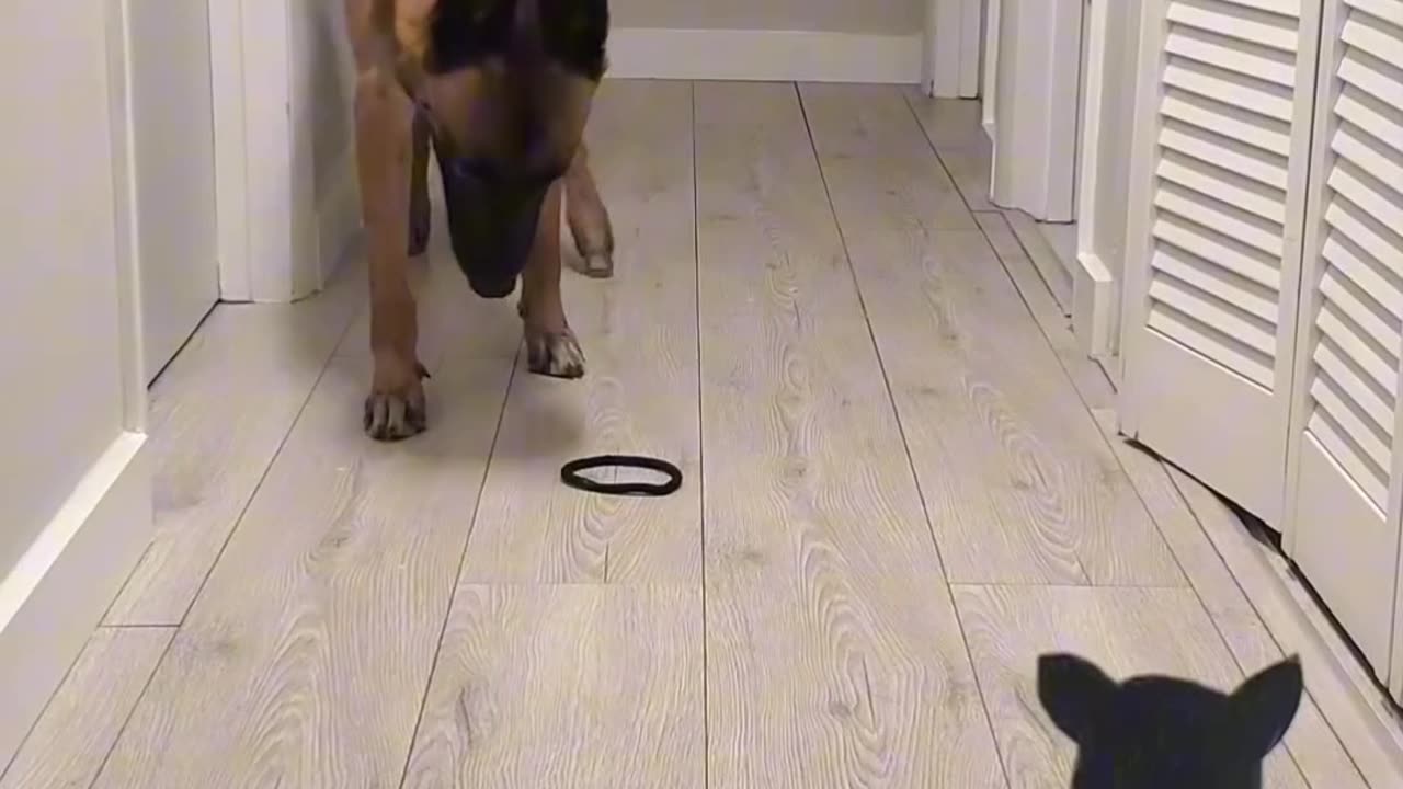 The dog shoots a rubber band...