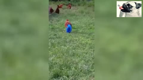 Funny Chickens - Funniest Animals Videos 2021