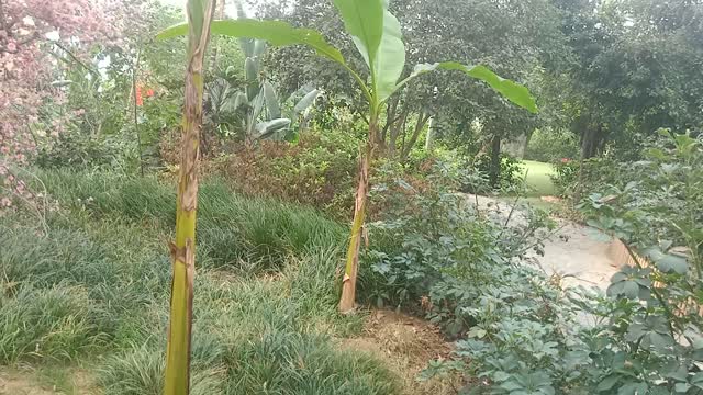 The leaves of this plant are very special.