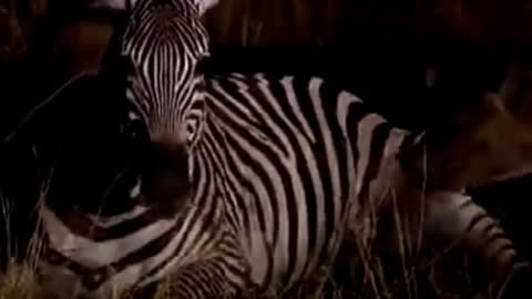 Zebras become dinner for a pack of hyenas