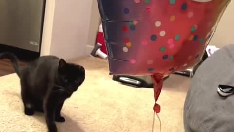 my cat's never seen a balloon before