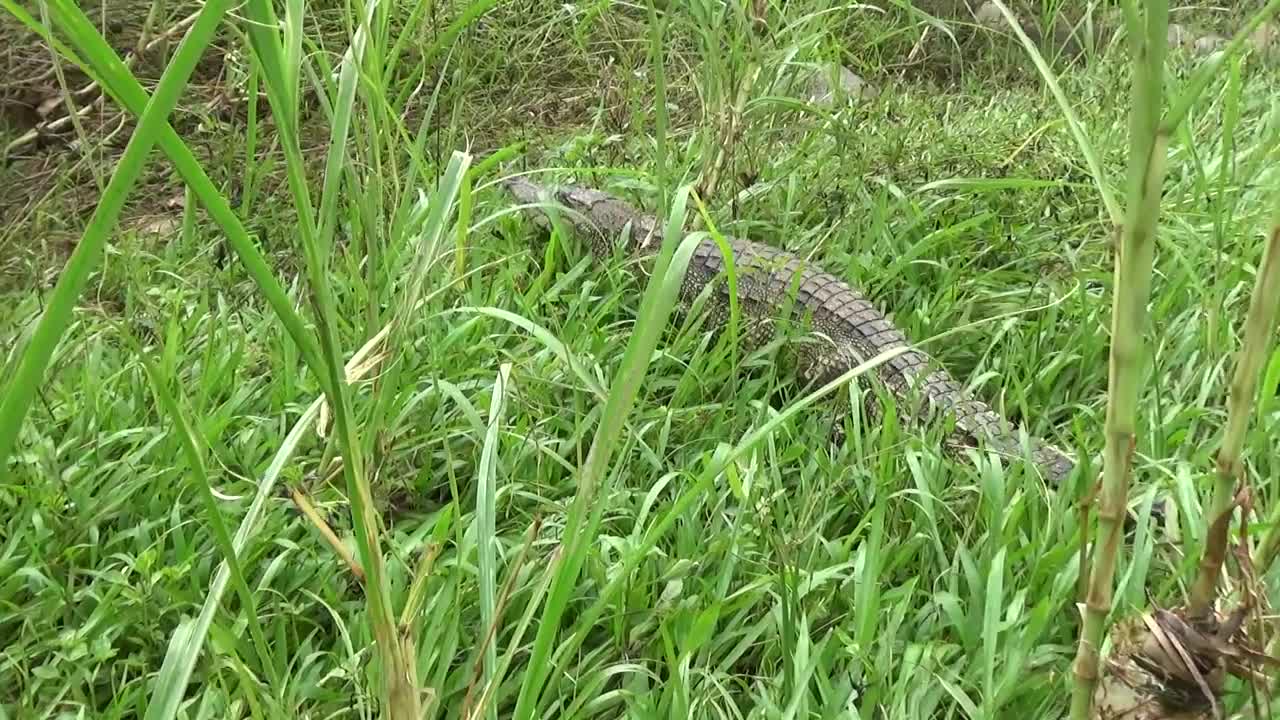 Big Crocodile Attack Girls - Primitive Life Skills Catch Crocodile By Hand To Survive