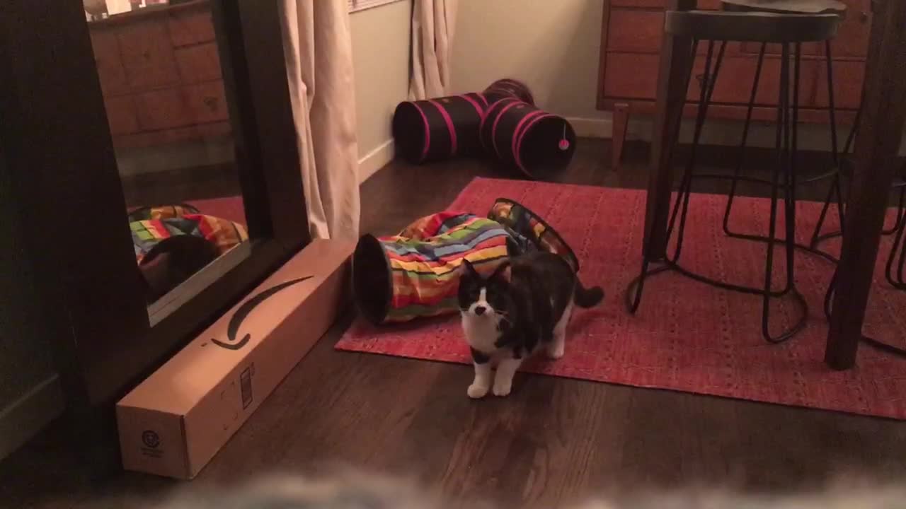 Ninja kitten pulls off disappearing act