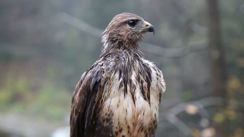 A Wet Hawk1