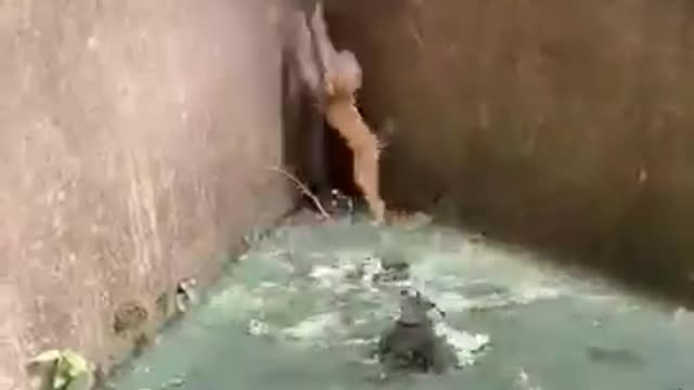 Monkey baby trapped in crocodile's pond shorts