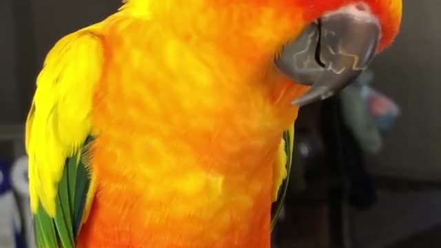 sad parrot