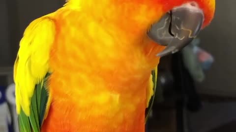 sad parrot
