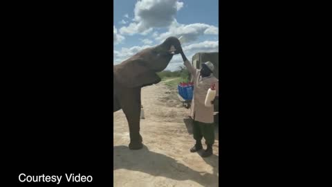 Elephant Having Milk Do not Disturb - Viral Video Clip