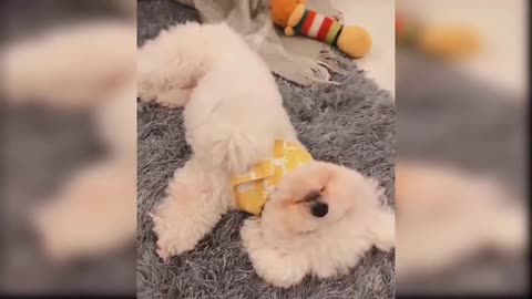 Baby Dogs - Cute and Funny Dog Videos Compilation