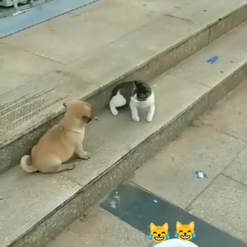 Dogs funny vs cat