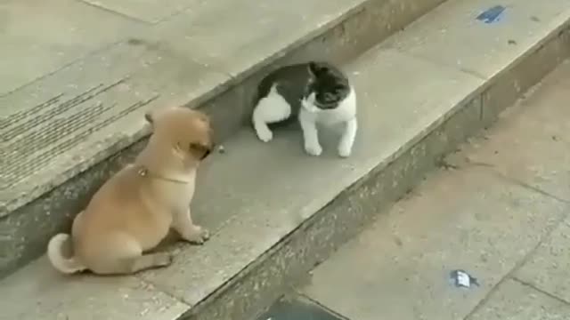 Dogs funny vs cat