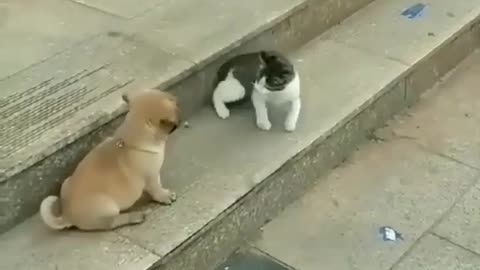 Dogs funny vs cat