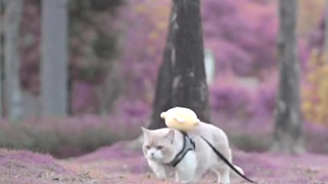 The kitten is cute with its little schoolbag on its back