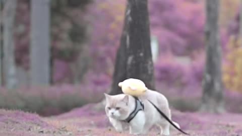 The kitten is cute with its little schoolbag on its back