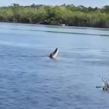 Huge alligator 🐊 tries to catch a drone in the Amazon river!