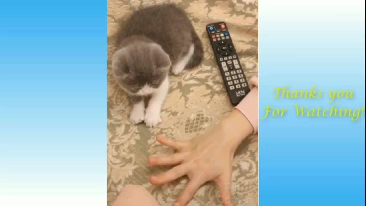 Best funny cat videos that will make you augh all day long