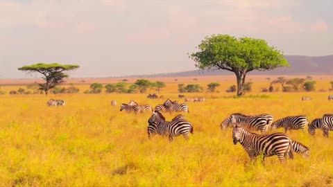 Zebra Relva Corrida União Vista Aérea Luz Solar